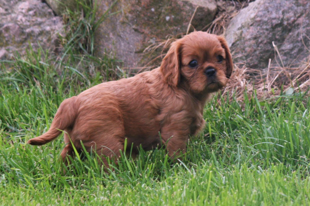 CAVALIER KING CHARLES SPANIEL WE